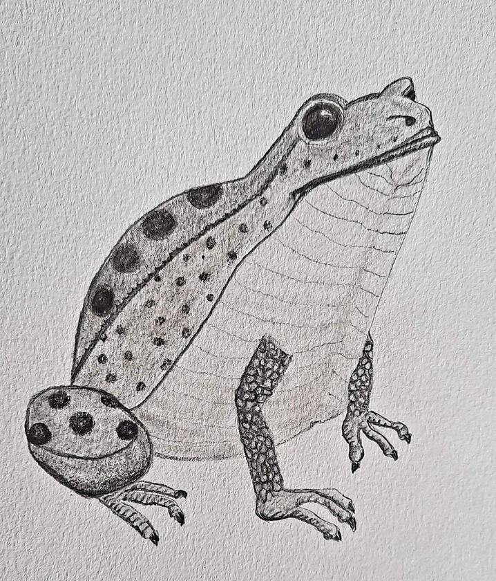 Yaffa the Frog