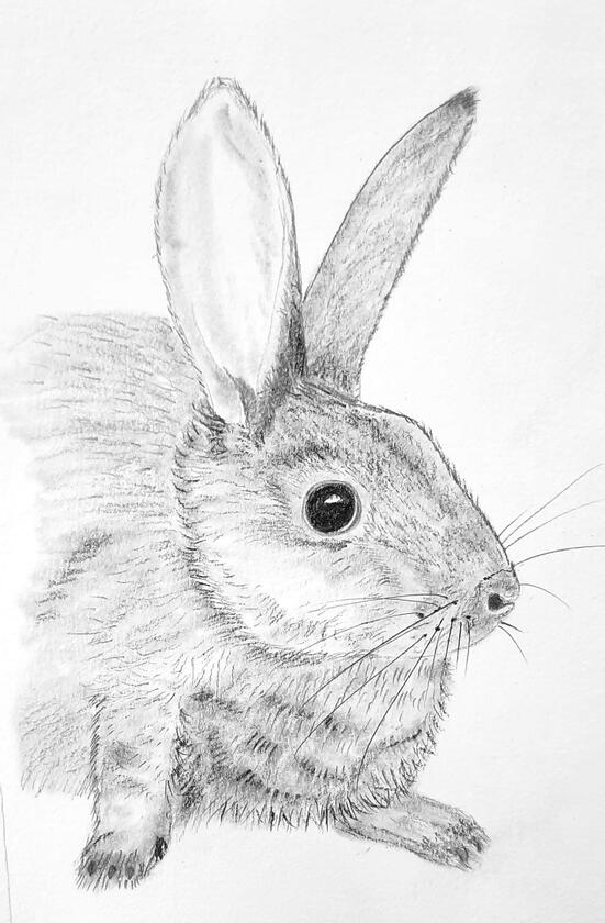 Faolan the Rabbit