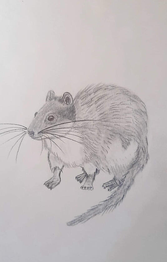 Pip the Dormouse