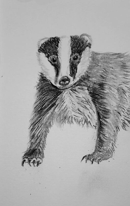 Comet the Badger