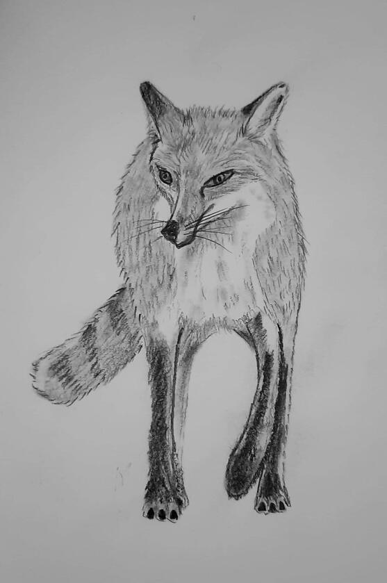 Tavish the Fox